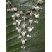 White Coin Freshwater Pearls Sterling Silver Necklace